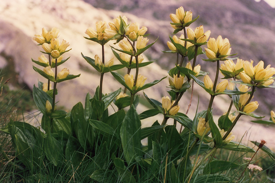 Gentiana punctata